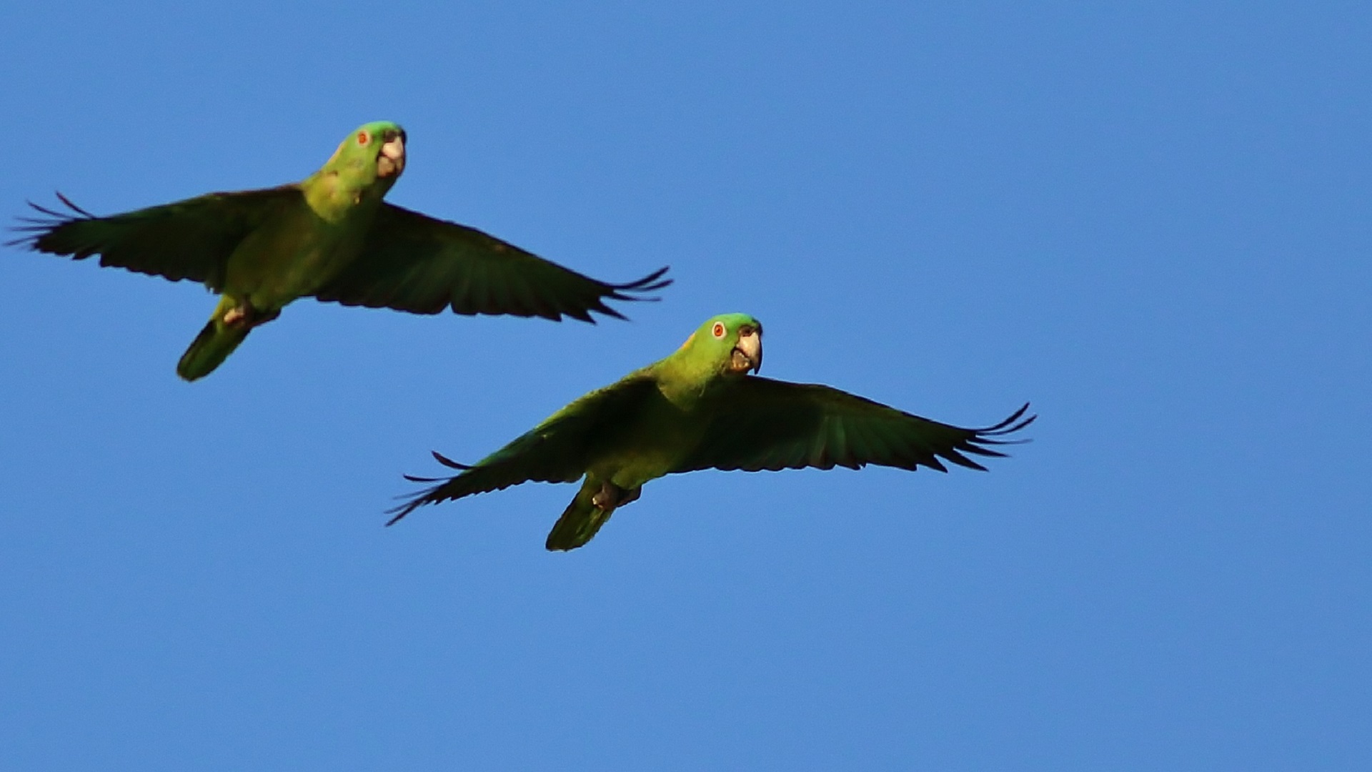 Yellow-naped Parrot